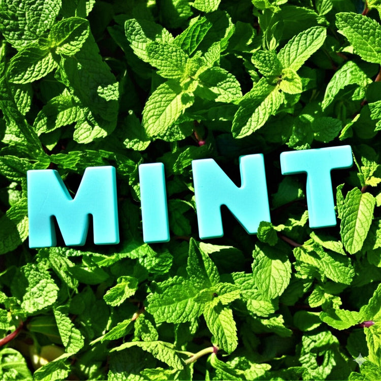 Mint Chocolate Collection