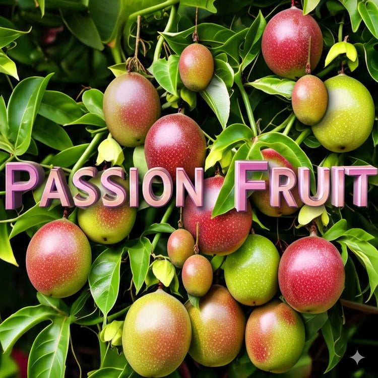 Passion Fruit Chocolate Collection
