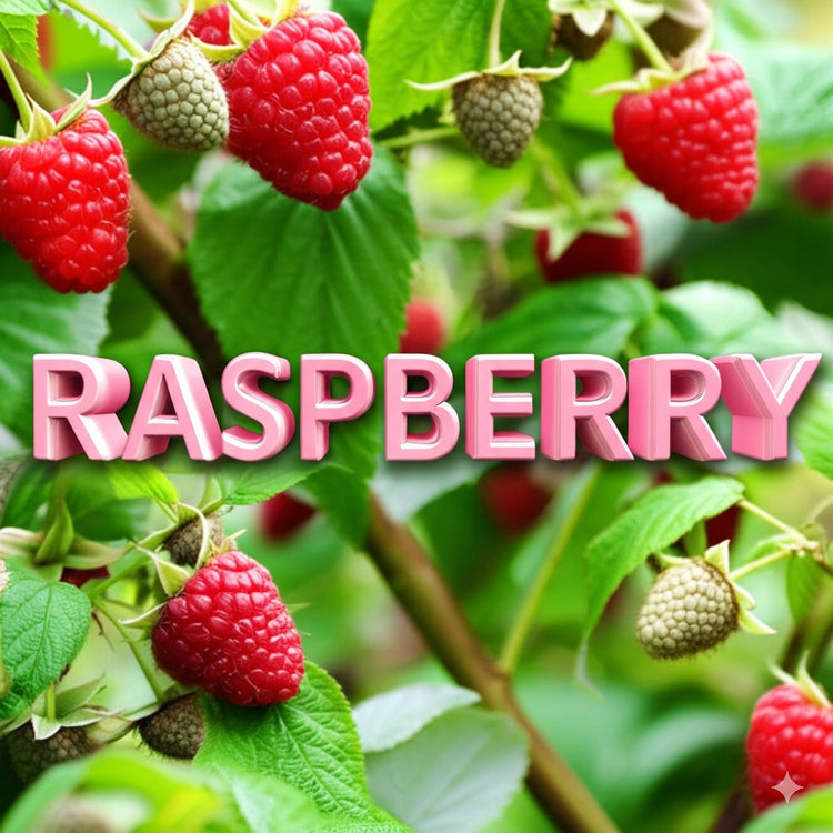 Raspberry Chocolate Collection