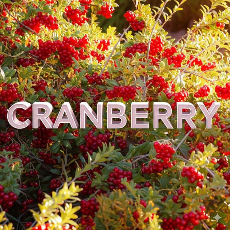 Cranberry Chocolate Collection