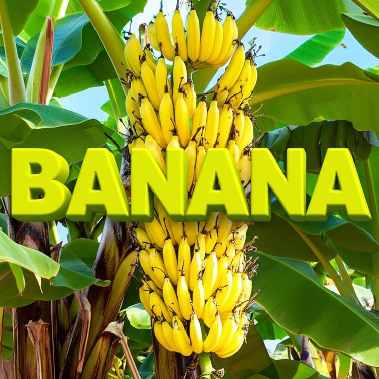 Banana Chocolate Collection