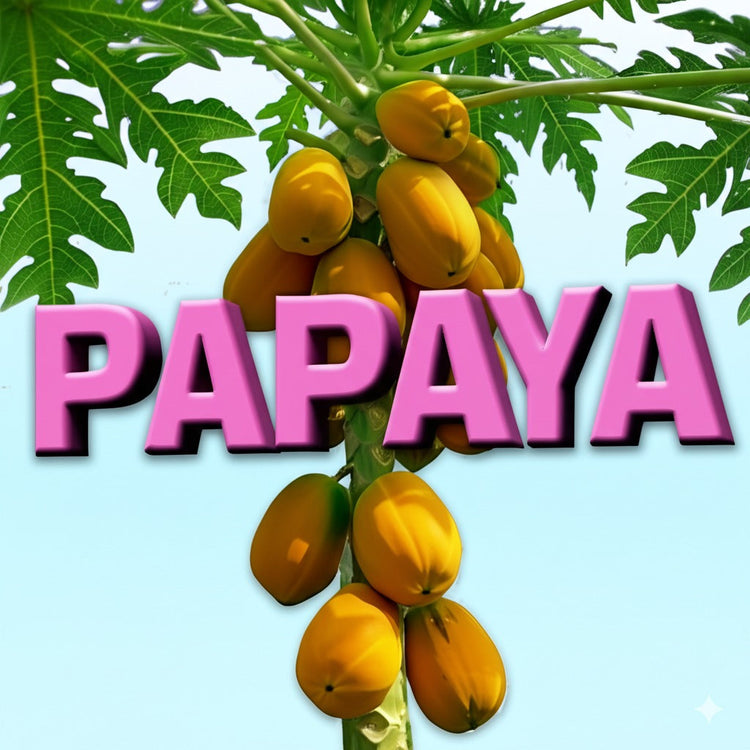 Papaya Chocolate Collection