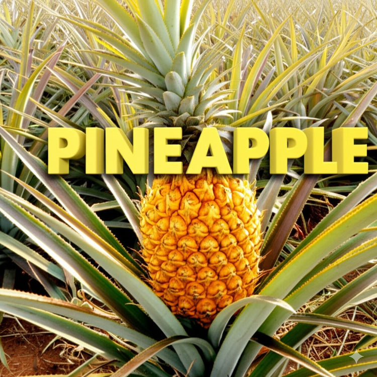 Pineapple Chocolate Collection